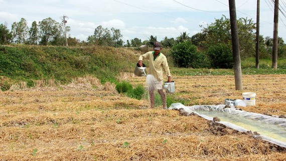 ĐBSCL sống chung với hạn mặn: Chuyển đổi để thích nghi Ông Lâm Văn On (xã Châu Khánh, huyện Long Phú, tỉnh Sóc Trăng) mạnh dạn chuyển đổi thành công mô hình sản xuất lúa sang hoa màu. Ảnh: TUẤN QUANG