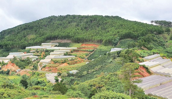 Nhà kính mọc lên khắp nơi “gặm nhấm” đất rừng ở Lâm Đồng