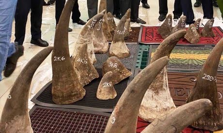 Phát hiện gần 100kg nghi sừng tê giác ở kho hàng khu vực sân bay Tân Sơn Nhất Phát hiện gần 100kg nghi sừng tê giác tại kho hàng khu vực sân bay Tân Sơn Nhất