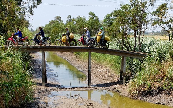 Nhiều dòng kênh ở huyện Gò Công Tây (Tiền Giang) đã cạn nước. Ảnh: ĐĂNG NGUYÊN