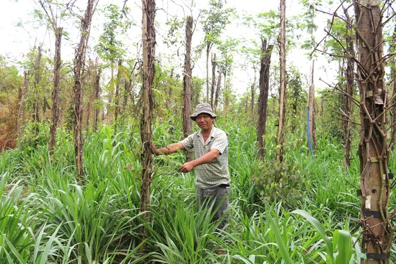 Mùa tiêu buồn Người trồng tiêu huyện Bù Đốp (Bình Phước) điêu đứng vì giá cả xuống thấp kéo dài