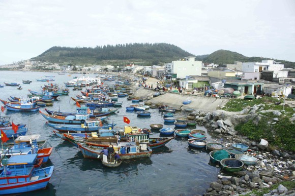 Ngư dân trồng hoa tết trên đảo Lý Sơn ảnh 1