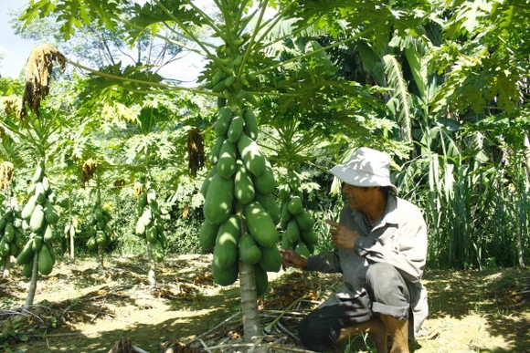 Vườn đu đủ xanh ngắt trĩu trái ở Quảng Ngãi ảnh 2