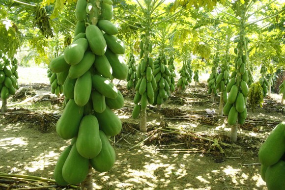 Vườn đu đủ xanh ngắt trĩu trái ở Quảng Ngãi ảnh 4