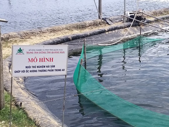 Quảng Ngãi: Đề xuất 1,9 tỷ tiếp tục nhân rộng mô hình nuôi thử nghiệm hải sâm ghép ốc hương ảnh 5
