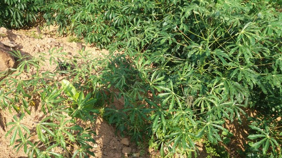 57ha khoai mì của nông dân Quảng Ngãi bị bệnh khảm lá ảnh 3