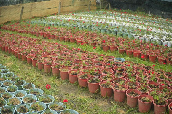 Mê mẩn hoa hồng rộ nở ở làng hoa Nghĩa Hiệp ảnh 14