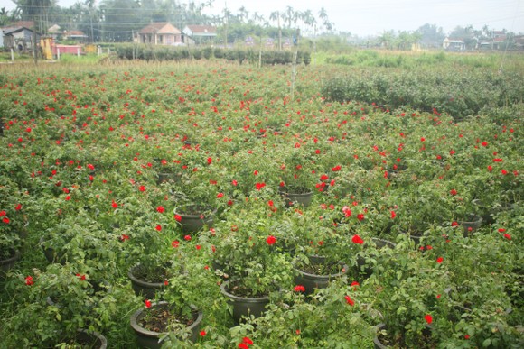Mê mẩn hoa hồng rộ nở ở làng hoa Nghĩa Hiệp ảnh 4