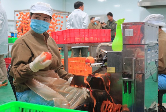Sấy treo trái hồng Đà Lạt theo công nghệ Nhật Bản ảnh 3