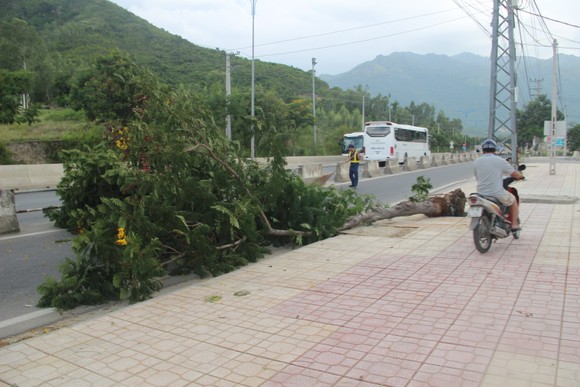 Chuyện "lạ đời" ở Khánh Hoà, hàng loạt cây xanh bị tỉa hết rễ ảnh 1