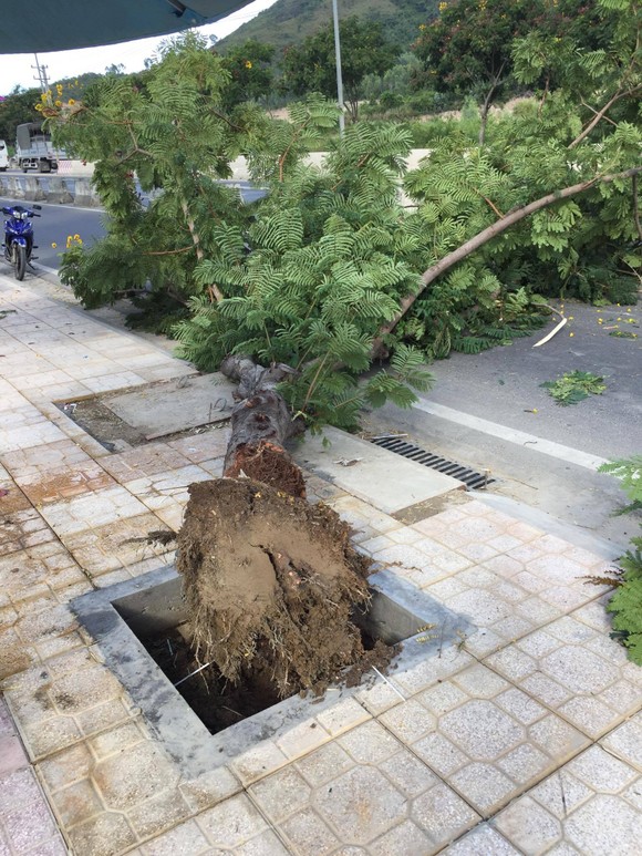 Chuyện "lạ đời" ở Khánh Hoà, hàng loạt cây xanh bị tỉa hết rễ ảnh 2