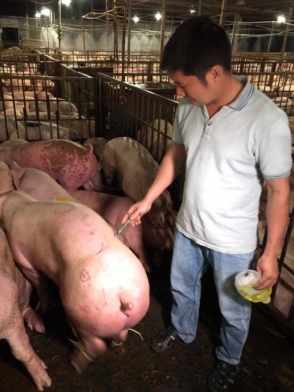 Bắt vụ bơm thuốc an thần vào hàng ngàn con heo ảnh 4