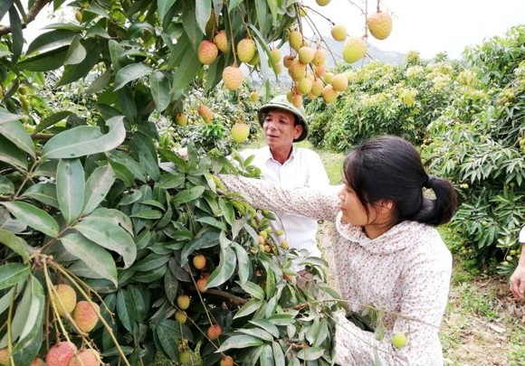 Vải Việt Nam 'vui' vì vải Trung Quốc mất mùa, giá cao ảnh 1