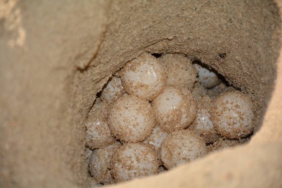 Cứu hộ 113 trững rùa biển. ảnh 4