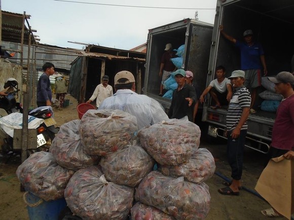 Ngư dân Mũi Né được mùa sò điệp, giá một ký chỉ bằng một gói mỳ tôm ảnh 4