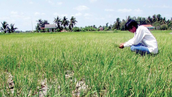 Miền Tây căng mình chống hạn, mặn ảnh 1
