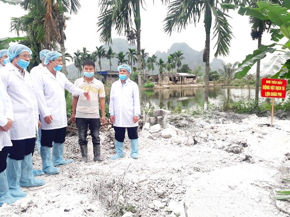 Ngăn chặn hiểm họa dịch tả heo châu Phi ảnh 1