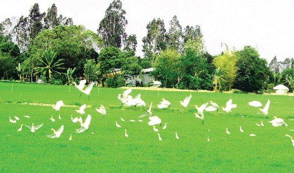 Hậu Giang - quen mà lạ ảnh 1