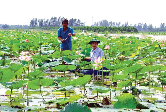 Hậu Giang - quen mà lạ ảnh 3