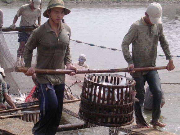 Năm 2019: Xuất khẩu cá tra nỗ lực đạt 2,4 tỷ USD ảnh 1