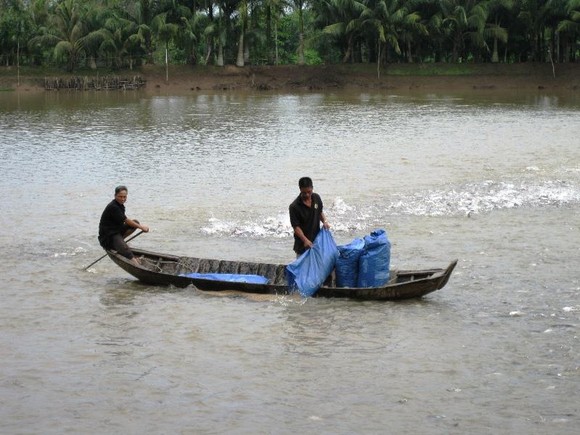 Giá cá tra bất ngờ giảm mạnh ảnh 2