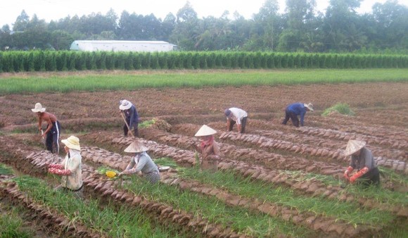 Chuyển đổi 126.333ha đất lúa kém hiệu quả trong năm 2019 ảnh 1