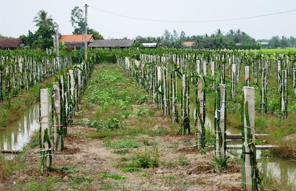 Chuyển đổi 126.333ha đất lúa kém hiệu quả trong năm 2019 ảnh 2