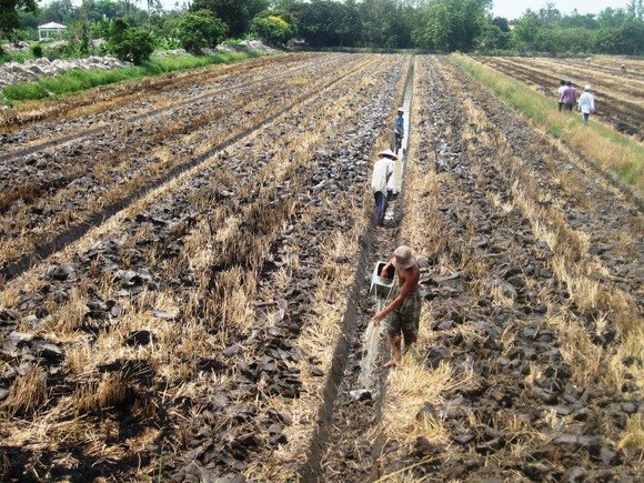 Chuyển đổi 126.333ha đất lúa kém hiệu quả trong năm 2019 ảnh 4