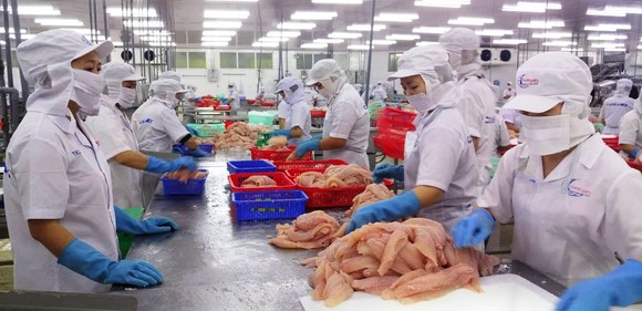 ĐBSCL: Giá cá tra giảm, người nuôi lỗ nặng ảnh 1