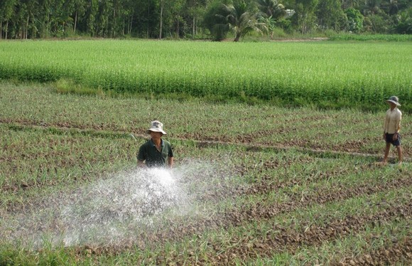 Lúa đông xuân 2019- 2020, dự kiến giảm 55.486 ha để né hạn mặn ảnh 1