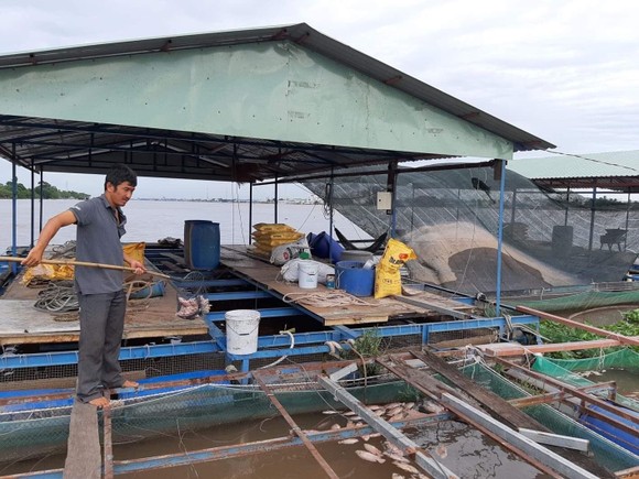 Cá nuôi trên sông Tiền chết hàng loạt, không có biểu hiện của dịch bệnh ảnh 1