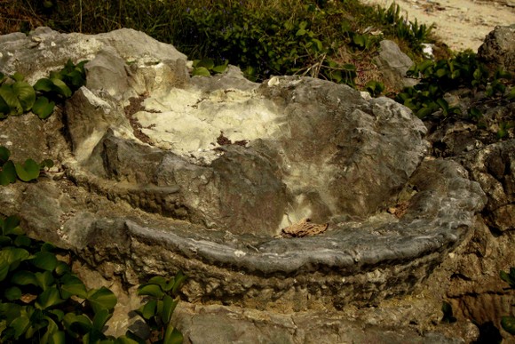 Vẻ đẹp san hô hóa thạch hoa hồng ngàn năm đảo Lý Sơn ảnh 3