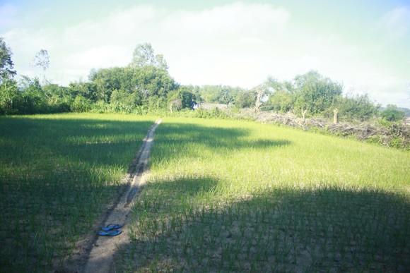 Quảng Ngãi: Người dân lo lắng vì kiệu bị cháy đầu lá, lá mốc ảnh 4