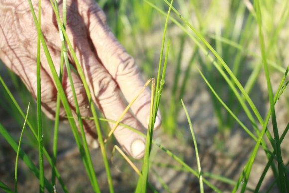 Quảng Ngãi: Người dân lo lắng vì kiệu bị cháy đầu lá, lá mốc ảnh 1