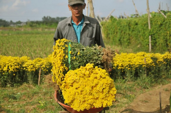 Cúc tai chuột, thạch bích nở rộ giữa làng hoa Nghĩa Hà ảnh 4