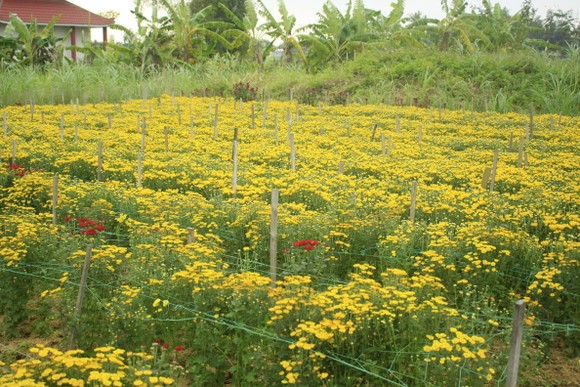 Cúc tai chuột, thạch bích nở rộ giữa làng hoa Nghĩa Hà ảnh 3