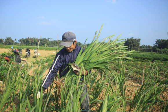 Hoa nở sớm, người dân Quảng Ngãi ngậm ngùi bán lỗ ảnh 2