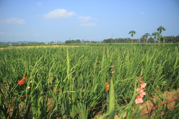 Hoa nở sớm, người dân Quảng Ngãi ngậm ngùi bán lỗ ảnh 1