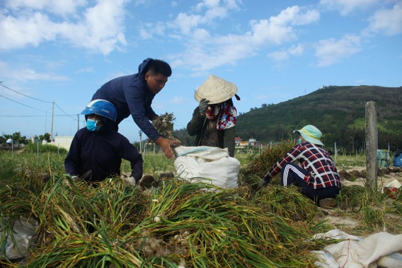 Mùa thu hoạch tỏi trên đảo Lý Sơn ảnh 2
