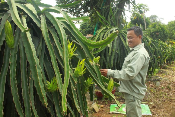 Nông dân Quảng Ngãi cải tiến thành công bộ tưới nước tự động 3 trong 1 ảnh 3