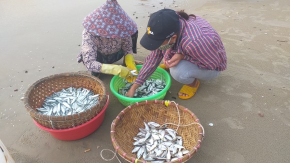 Mùa lưới cá trích ở thành phố biển Vũng Tàu ảnh 2