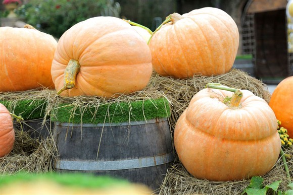 Halloween Sun World Ba Na Hills đẹp rực rỡ với hàng vạn trái bí lớn, nhỏ ảnh 2
