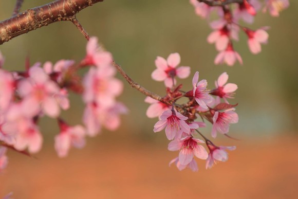 Du khách ngất ngây với mai anh đào đang nở rộ ở Đà Lạt ảnh 14
