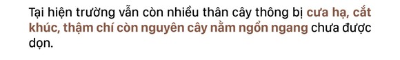 Xót xa rừng thông bị cưa hạ hàng loạt ảnh 4