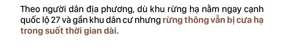 Xót xa rừng thông bị cưa hạ hàng loạt ảnh 9