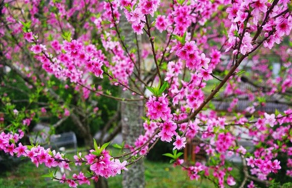Tết Nguyên đán, mức thưởng bình quân năm nay là bao nhiêu? ảnh 1