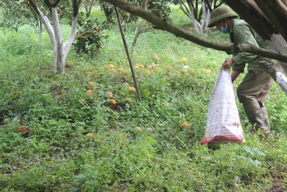 Nguyên nhân khiến hơn 8.000ha cam Hà Giang rụng lăn lóc ảnh 3