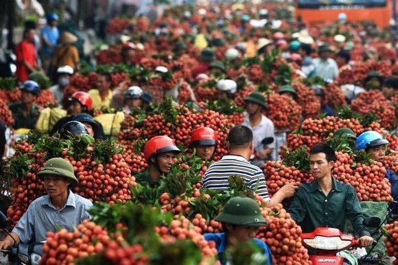 Sau Nhật Bản, Vải thiều Việt Nam tiến sang Singapore ảnh 1