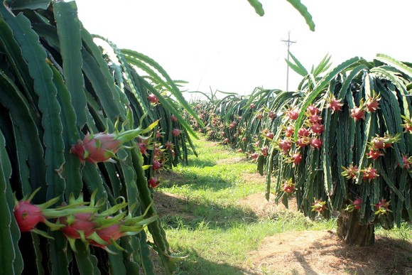 Giá thanh long nghịch vụ chỉ còn 6.000 đồng/kg ảnh 2