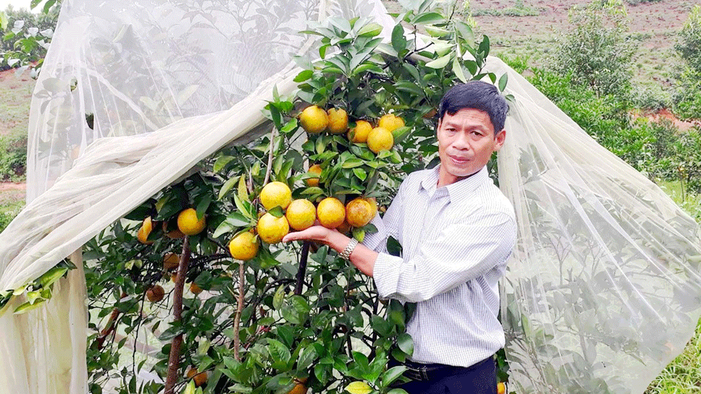 Miền Trung kỳ vọng mùa hoa tết bội thu ảnh 1